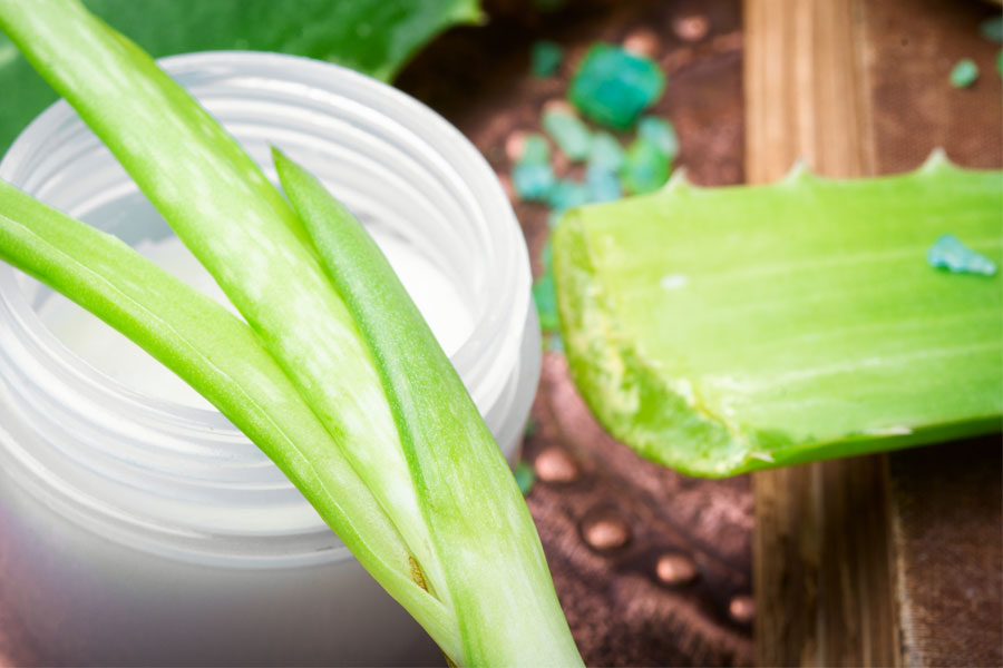 aloe vera