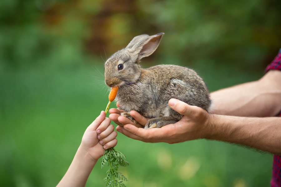 Cruelty Free