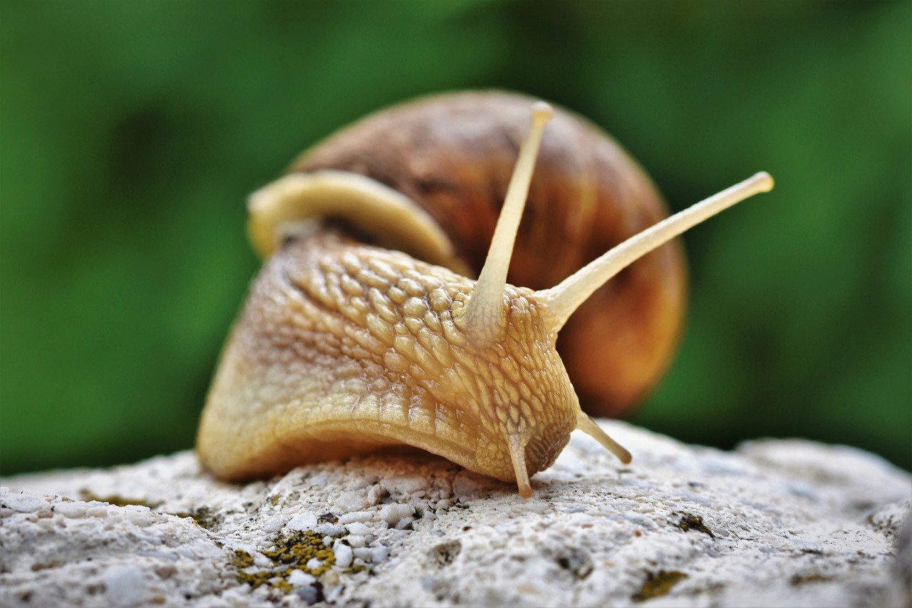 lumaca