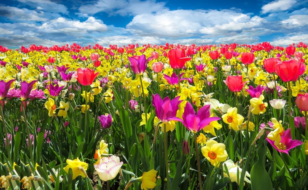 fiori