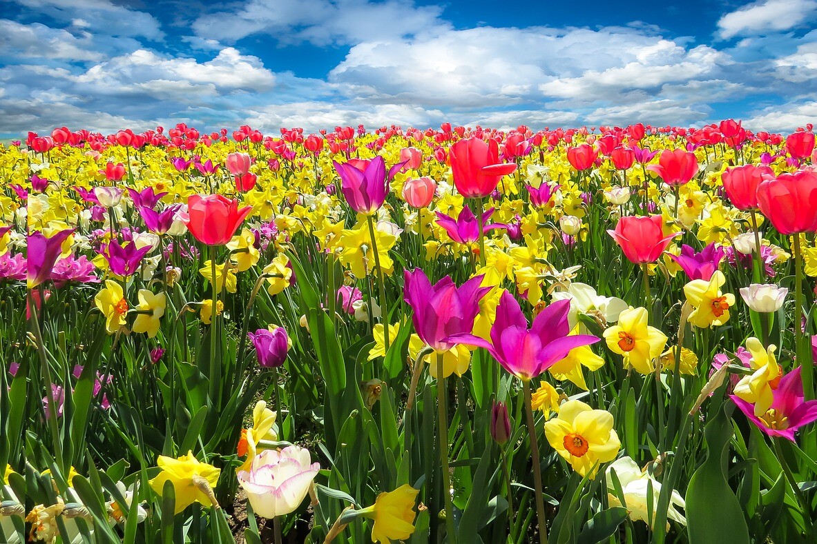 fiori
