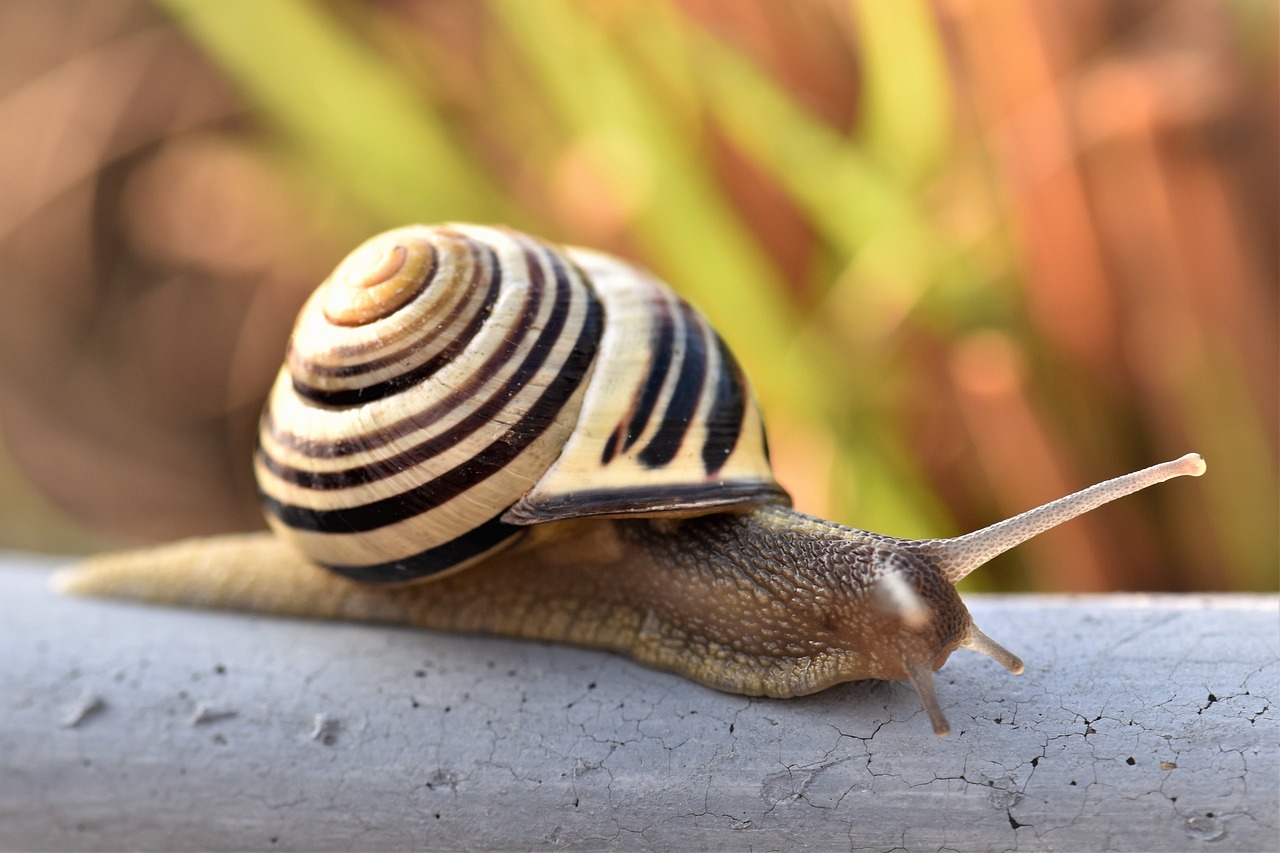 lumaca