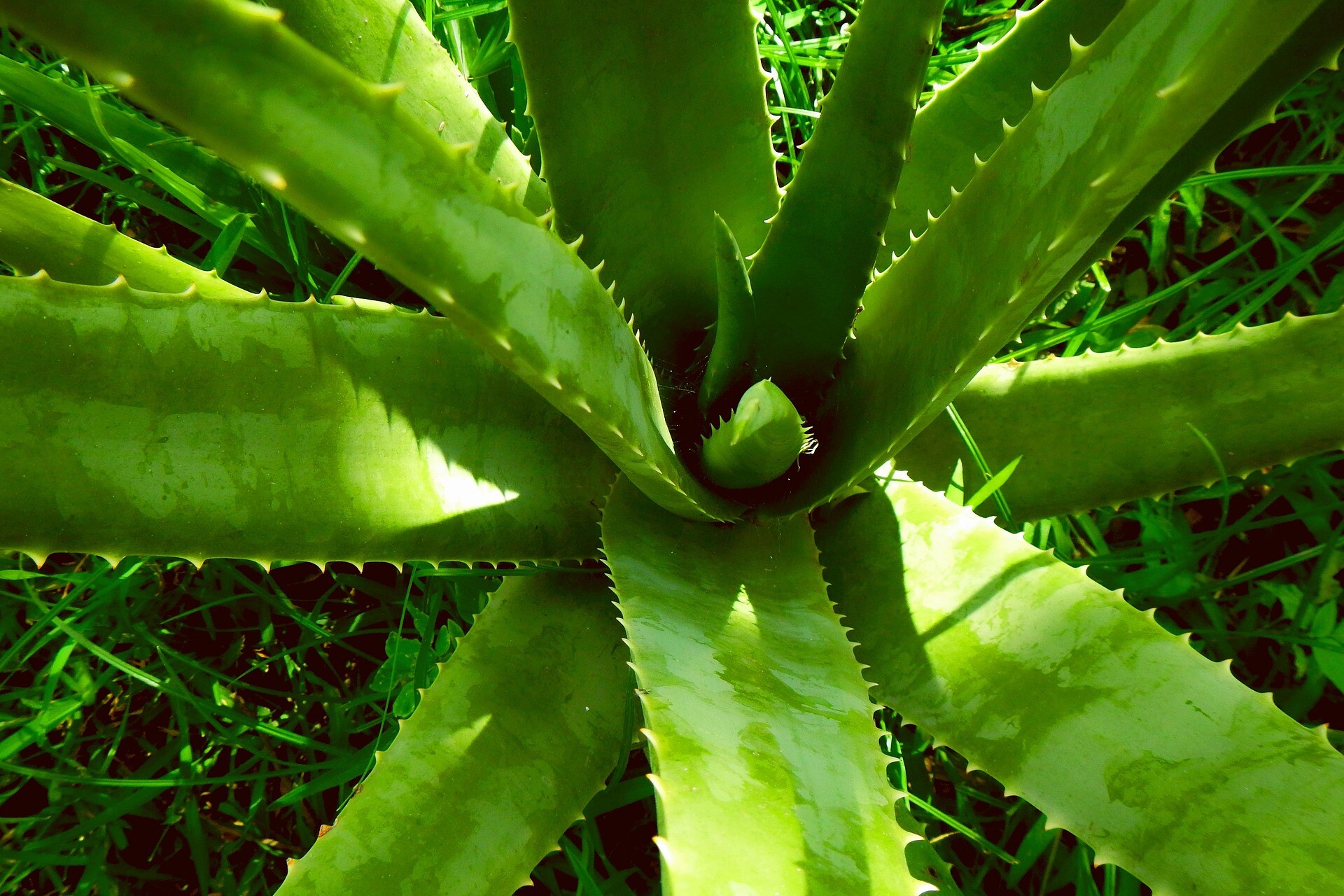 lernestorod-aloe-vera-2631853_1920