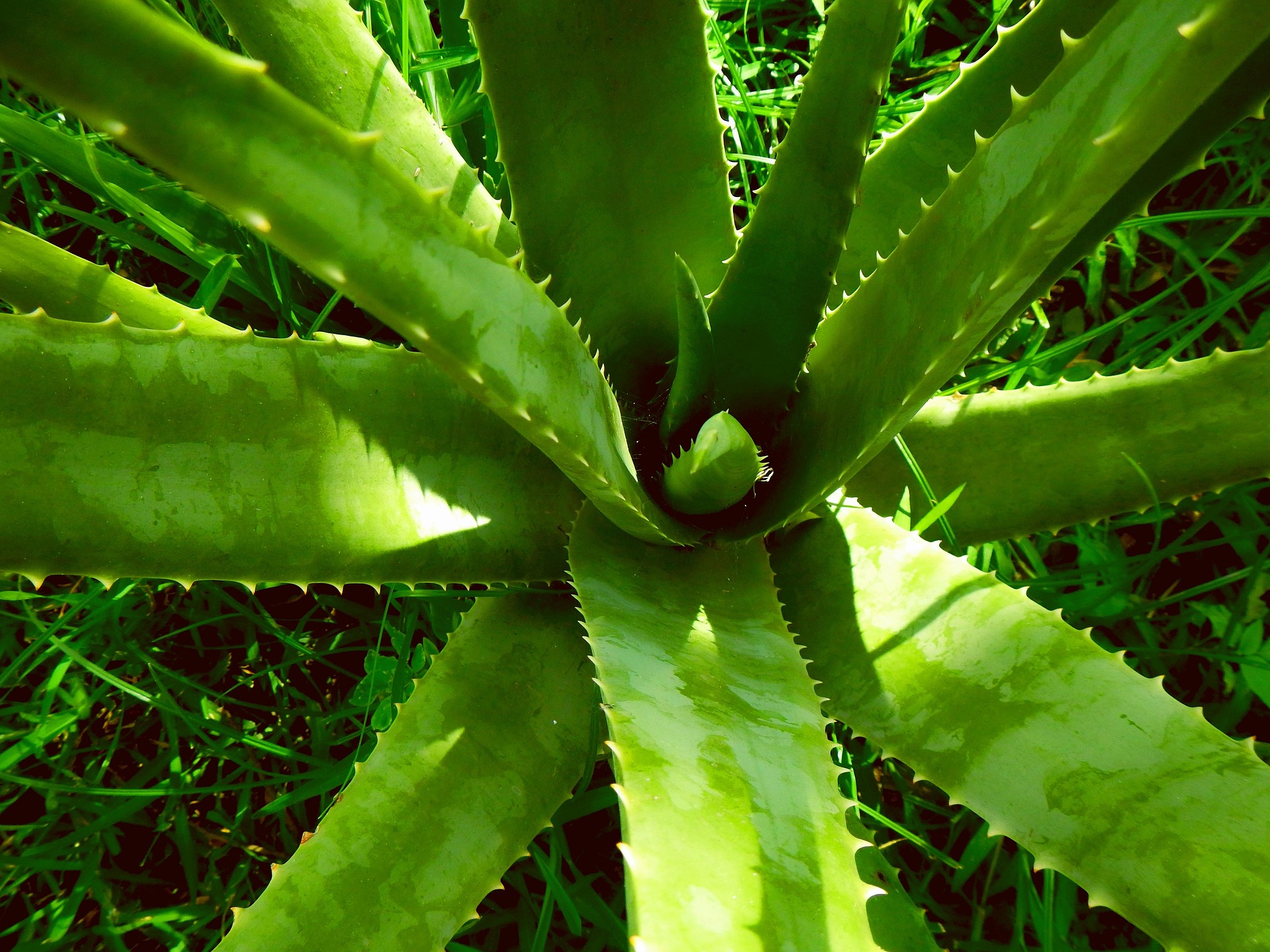 lernestorod-aloe-vera-2631853_1920
